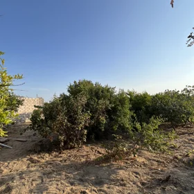 In Baku nan acre land is for sale - Изображение 3