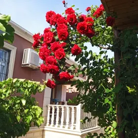 Baku-da 3.0 otaqlı 150.0 m2 bağ kirayə verilir - Şəkil 2