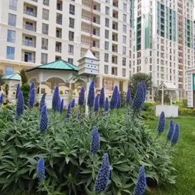 Baku-da 115.0 m2 mənzil kirayə verilir - Şəkil 2