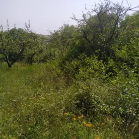 In Şamaxı rayonu nan acre land is for sale - Изображение 3