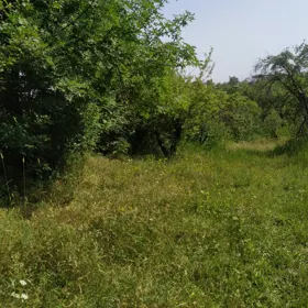 In Şamaxı rayonu nan acre land is for sale - Изображение 4