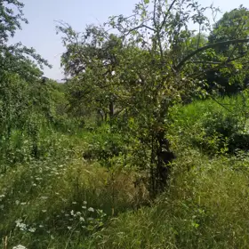 In Şamaxı rayonu nan acre land is for sale - Изображение 5