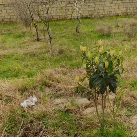 In Qobustan Mərəzə nan acre land is for sale - Image 3