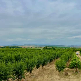In Şabran nan acre land is for sale - Image 3