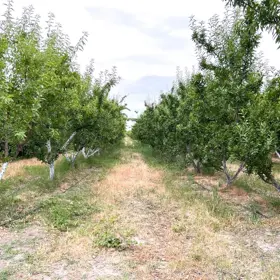 In Şabran nan acre land is for sale - Image 5