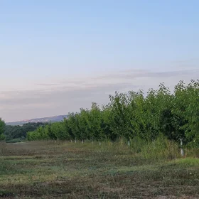 In İsmayıllı nan acre land is for sale