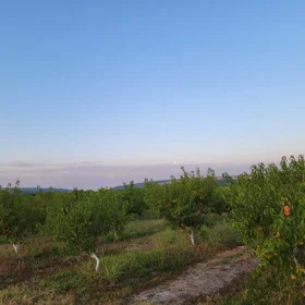 In İsmayıllı nan acre land is for sale - Image 2