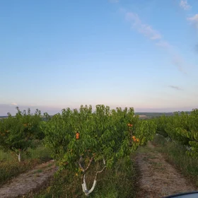 In İsmayıllı nan acre land is for sale - Image 4