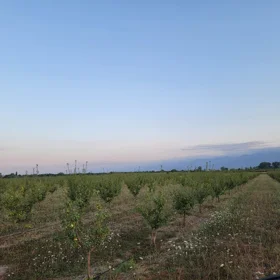 In İsmayıllı nan acre land is for sale - Image 5