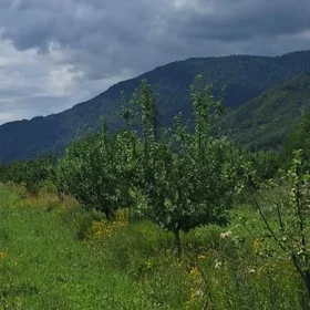 In Quba rayonu nan acre land is for sale - Image 3