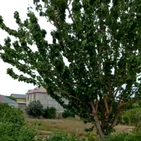 In nan nan acre land is for sale - Image 2