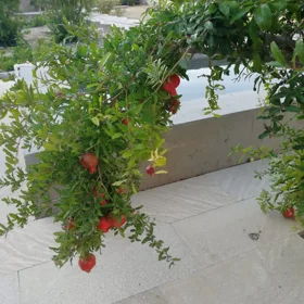 In Baku 9.0 m² house with 8.0 rooms is for sale - Image 3