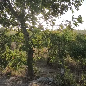 In Cəlilabad 2000.0 m² house with 3.0 rooms is for sale - Image 3