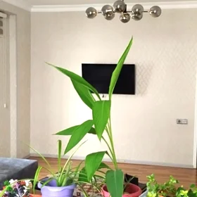 In Baku 65.0 m² apartment is for rent - Image 4