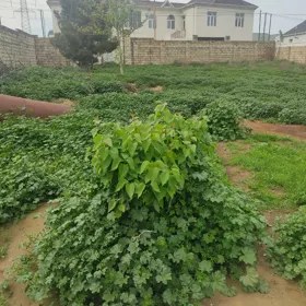 In Baku nan acre land is for sale