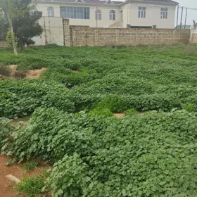 In Baku nan acre land is for sale - Image 2