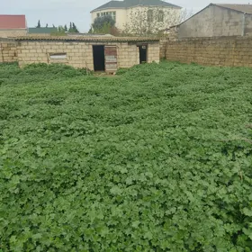 In Baku nan acre land is for sale - Image 3
