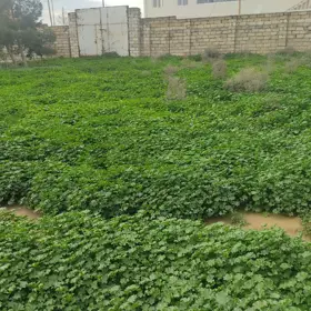 In Baku nan acre land is for sale - Image 4