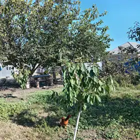 In Quba 60.0 m² house with 2.0 rooms is for sale - Изображение 5