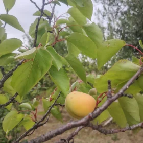 Baku-da 4.0 otaqlı 250.0 m2 bağ satılır - Şəkil 5