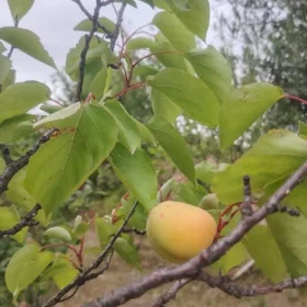 Baku-da 4.0 otaqlı 250.0 m2 bağ satılır - Şəkil 2