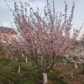 Baku-da 4.0 otaqlı 250.0 m2 bağ satılır - Şəkil 3