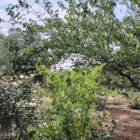 Baku-da 4.0 otaqlı 250.0 m2 bağ satılır - Şəkil 4