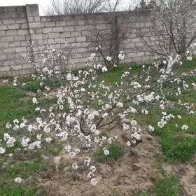 In Oğuz nan acre land is for sale - Изображение 3