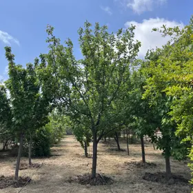 Baku-da 7.0 otaqlı 400.0 m2 bağ satılır - Şəkil 5