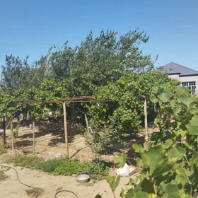 In Baku nan acre land is for sale - Image 2