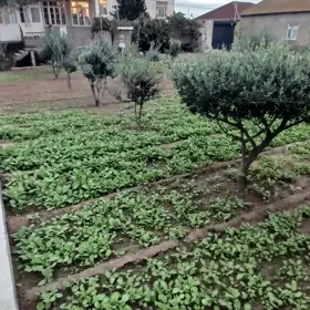 Baku-da nan sot torpaq satılır - Şəkil 2