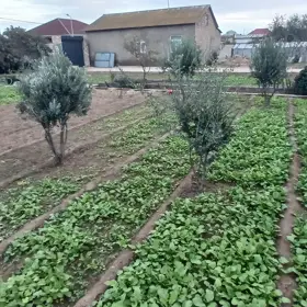 Baku-da nan sot torpaq satılır - Şəkil 3