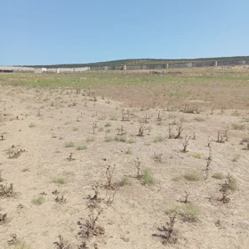 Baku-da nan sot torpaq satılır - Şəkil 2