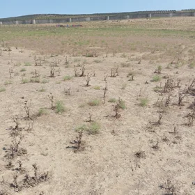 Baku-da nan sot torpaq satılır - Şəkil 3