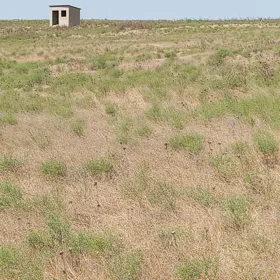 Baku-da nan sot torpaq satılır - Şəkil 4