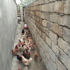 Baku-da 4.0 otaqlı 150.0 m2 bağ satılır - Şəkil 4