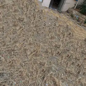 In Baku nan acre land is for sale - Image 3