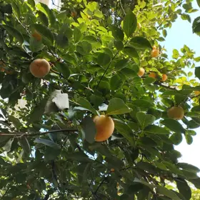 In Baku 110.0 m² apartment is for rent - Изображение 4