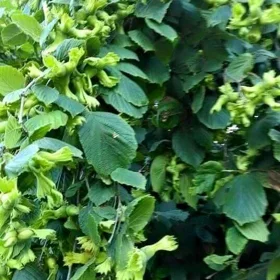 In Khachmaz nan acre land is for sale - Image 2