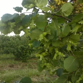 In Khachmaz nan acre land is for sale - Image 3