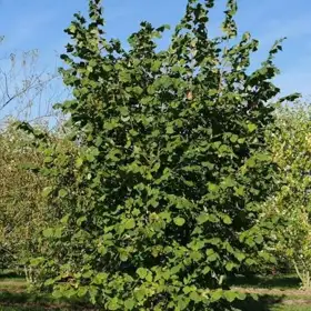 In Khachmaz nan acre land is for sale - Image 4