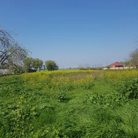 In Masallı 251.0 m² house with 5.0 rooms is for sale - Image 3