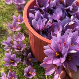 nan-da nan sot torpaq satılır - Şəkil 2