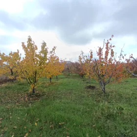 In Şabran rayonu 100.0 m² house with 3.0 rooms is for sale - Image 4