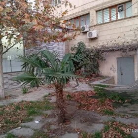 In Baku 82.0 m² commercial is for sale - Image 2