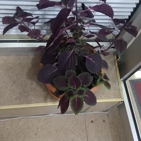 In nan 40.0 m² apartment is for rent - Image 5