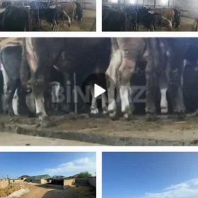 In Baku 250.0 m² commercial is for sale - Image 5