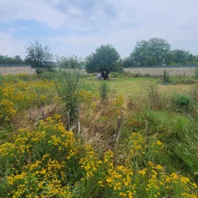 In Gabala nan acre land is for sale - Image 2