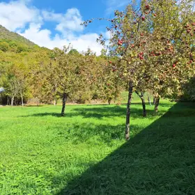 In Gabala nan acre land is for sale - Image 3