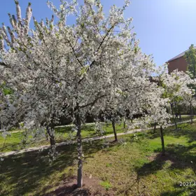 In Baku nan acre land is for sale - Image 6